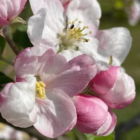 Nyaraló Atelier Scandinave Westhoffen